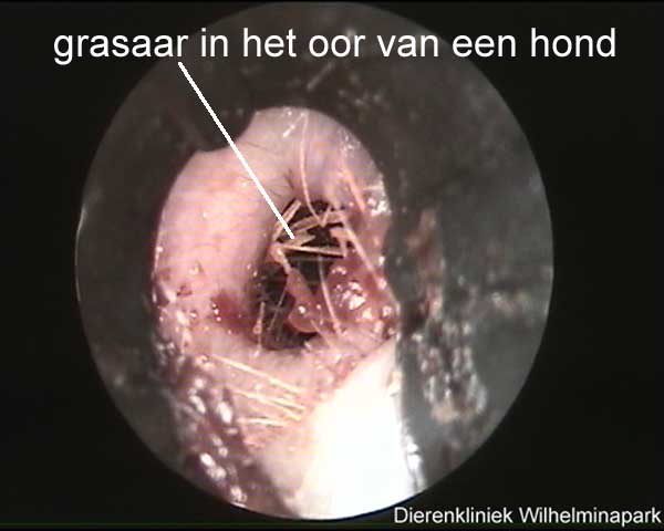 Een grasaar is onderin de gehoorgang goed in beeld te brengen.